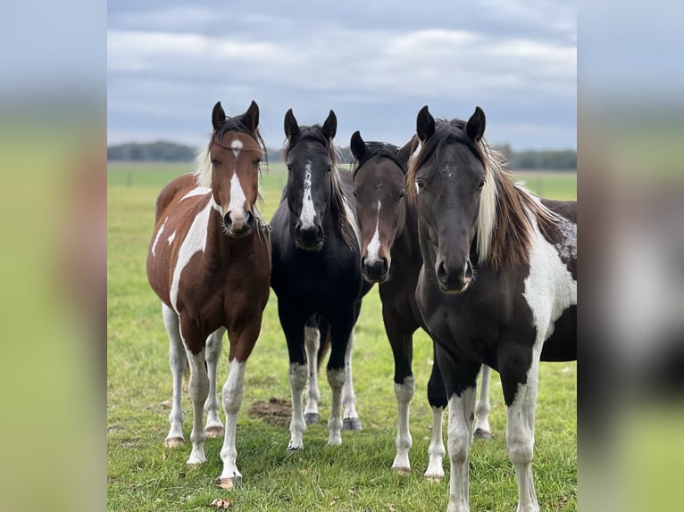 Paint Horse Hengst 1 Jahr in Asendorf