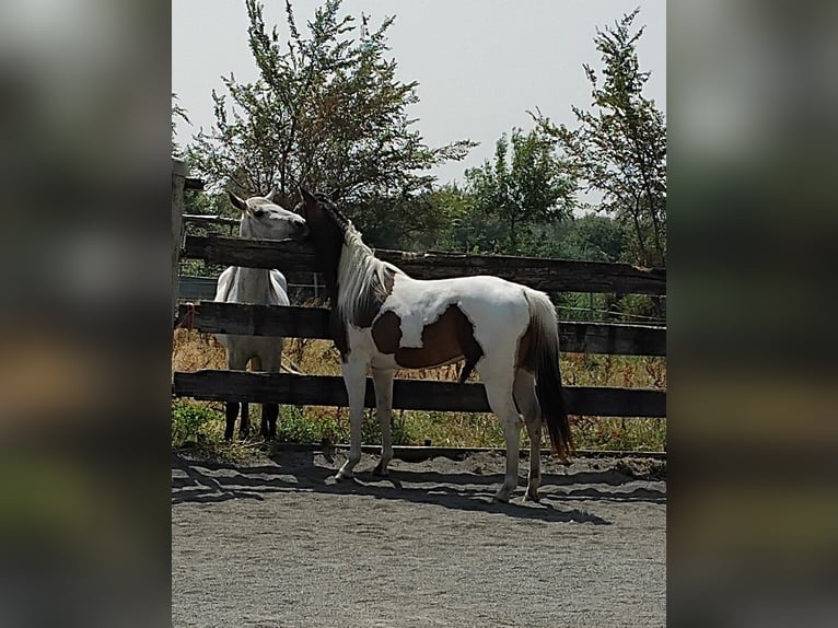 Paint Horse Hengst 2 Jaar 145 cm Tobiano-alle-kleuren in Saint-Gillesst gilles
