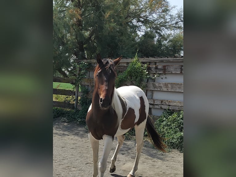 Paint Horse Hengst 2 Jaar 145 cm Tobiano-alle-kleuren in Saint-Gillesst gilles