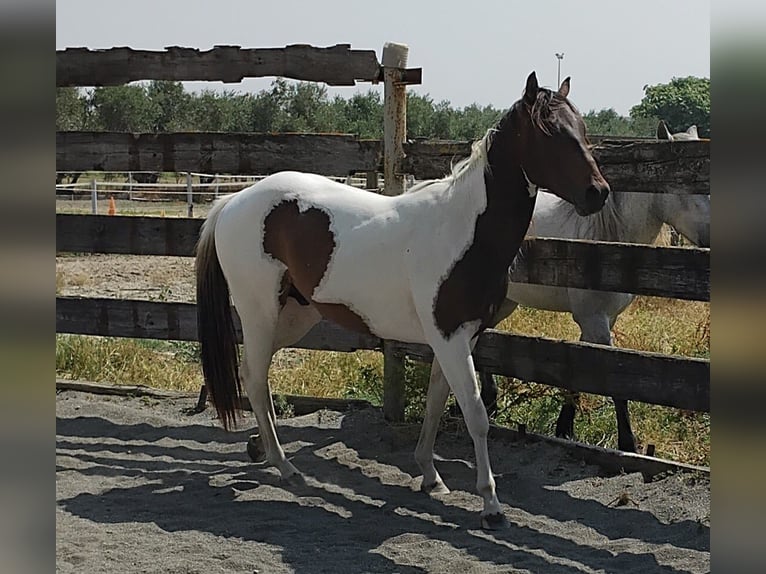 Paint Horse Hengst 2 Jaar 145 cm Tobiano-alle-kleuren in Saint-Gillesst gilles