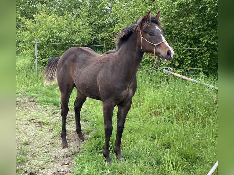 Paint Horse Hengst 2 Jaar 152 cm Zwartbruin in Geel