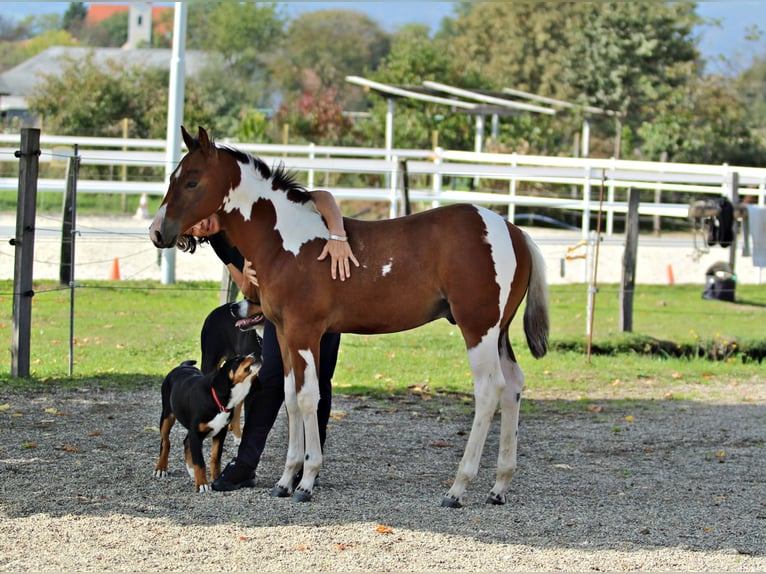 Paint Horse Hengst 2 Jaar 153 cm Gevlekt-paard in Maribor
