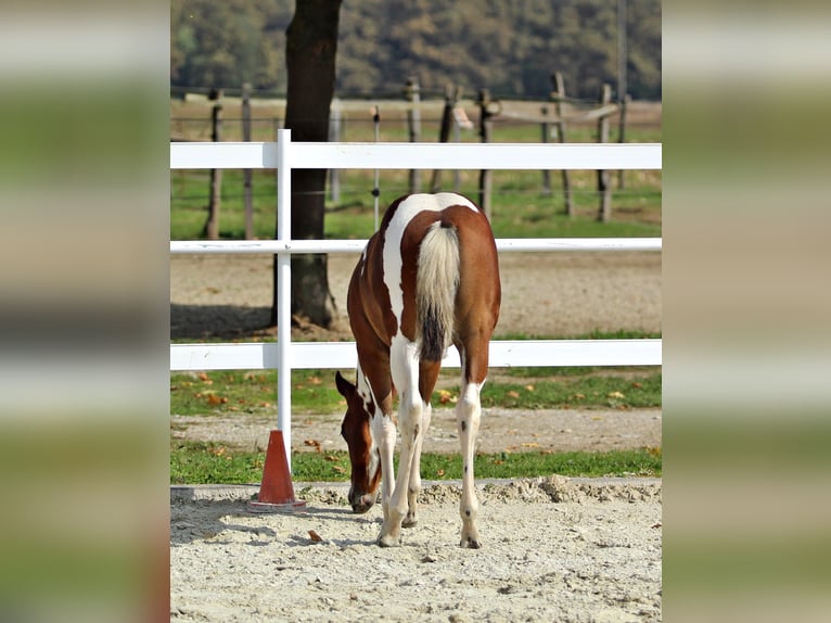 Paint Horse Hengst 2 Jaar 153 cm Gevlekt-paard in Maribor