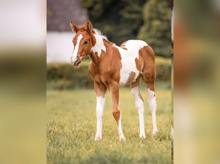 Paint Horse Hengst 2 Jaar 154 cm Donkere-vos in Düsseldorf