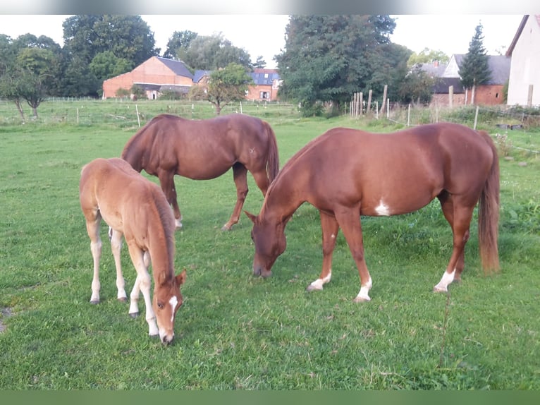 Paint Horse Hengst 2 Jaar 155 cm Lichtbruin in HenningenDähre