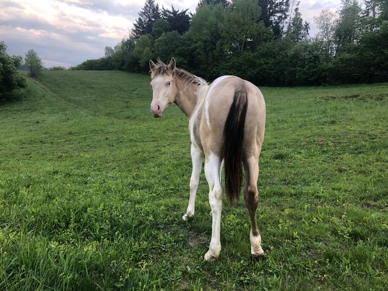 Paint Horse Hengst 2 Jaar Champagne in Oravska poruba