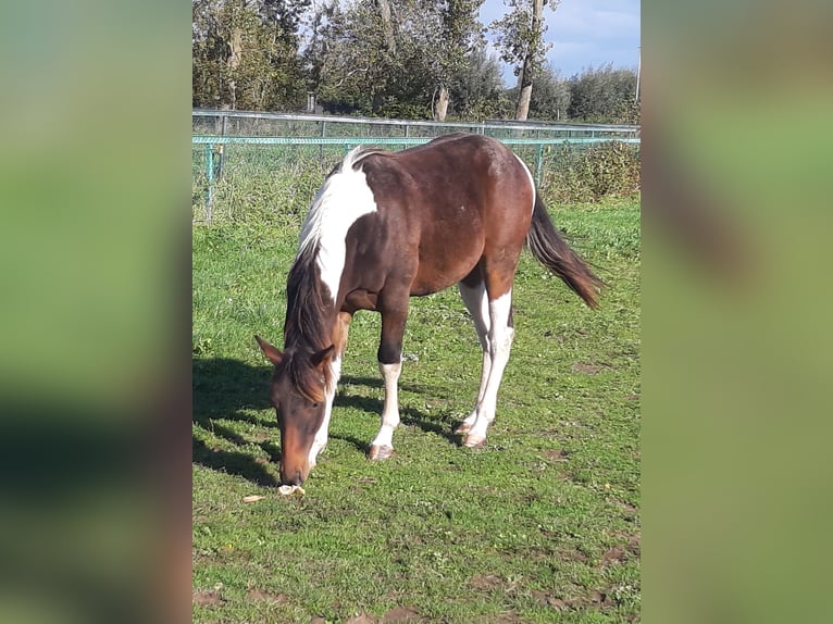 Paint Horse Hengst 2 Jahre 145 cm Tobiano-alle-Farben in Gavere