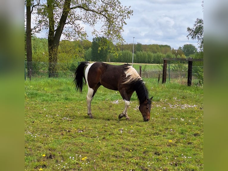 Paint Horse Hengst 2 Jahre 145 cm Tobiano-alle-Farben in Gavere