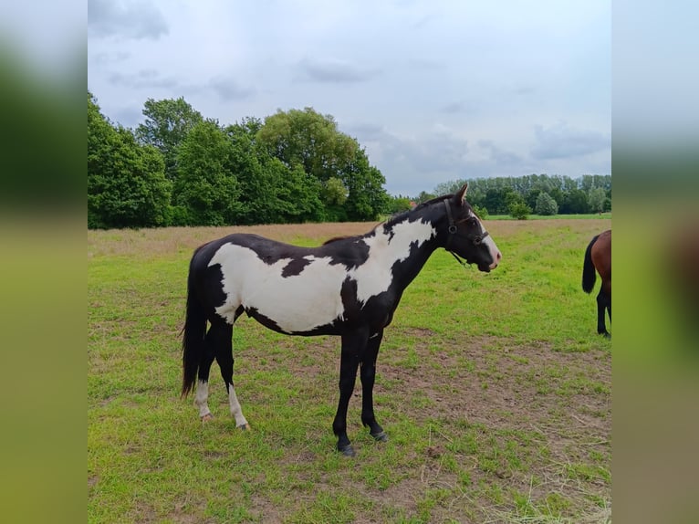 Paint Horse Hengst 2 Jahre 150 cm Overo-alle-Farben in Zele