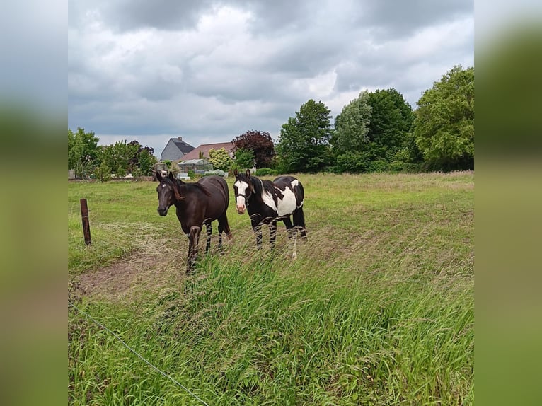 Paint Horse Hengst 2 Jahre 150 cm Overo-alle-Farben in Zele