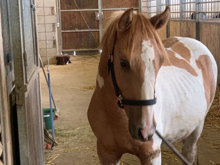 Paint Horse Mix Hengst 2 Jahre 150 cm Schecke in Buchen (Odenwald)