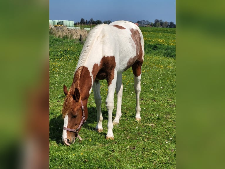 Paint Horse Hengst 2 Jahre 150 cm Tobiano-alle-Farben in Blije
