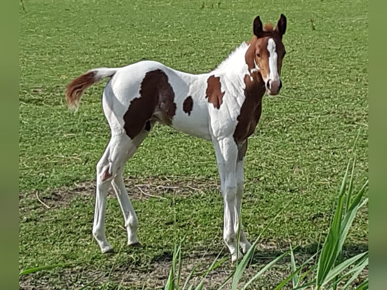 Paint Horse Hengst 2 Jahre 150 cm Tobiano-alle-Farben in Blije