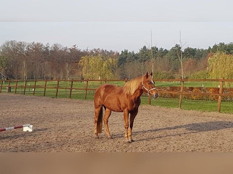 Paint Horse Hengst 2 Jahre 150 cm Tobiano-alle-Farben in Blije