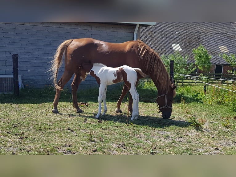 Paint Horse Hengst 2 Jahre 150 cm Tobiano-alle-Farben in Blije