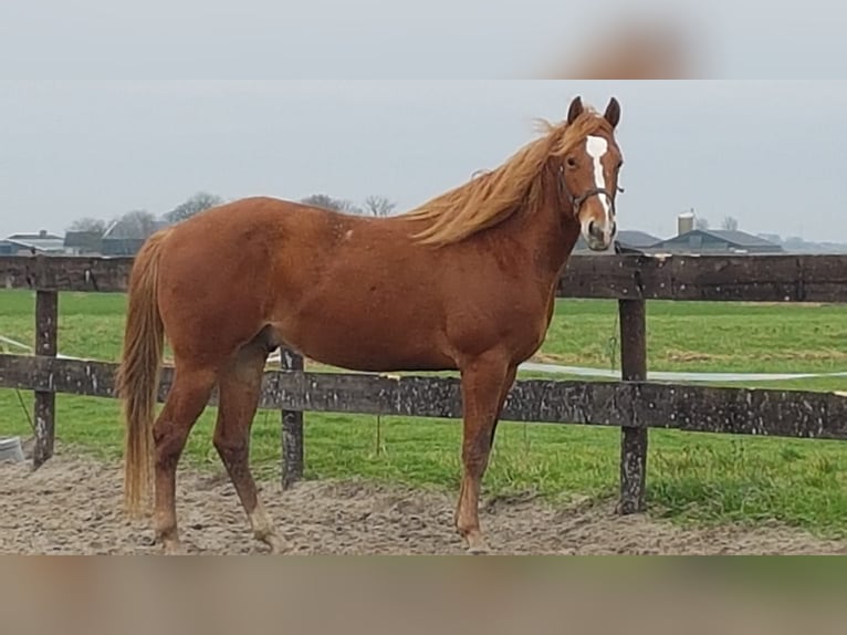 Paint Horse Hengst 2 Jahre 150 cm Tobiano-alle-Farben in Blije