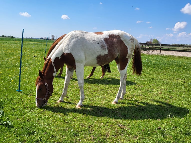 Paint Horse Hengst 2 Jahre 150 cm Tobiano-alle-Farben in Blije