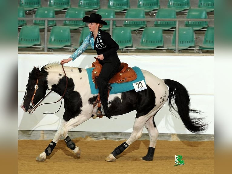 Paint Horse Hengst 2 Jahre 150 cm Tobiano-alle-Farben in Blije