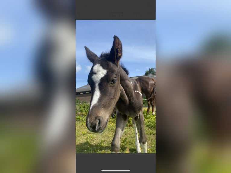 Paint Horse Hengst 2 Jahre 150 cm Tobiano-alle-Farben in Alphen aan den Rijn