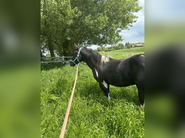 Paint Horse Hengst 2 Jahre 150 cm Tobiano-alle-Farben in Alphen aan den Rijn