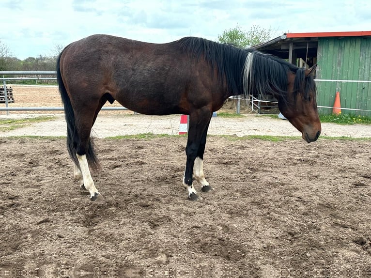 Paint Horse Hengst 2 Jahre 150 cm Tobiano-alle-Farben in Nohfelden