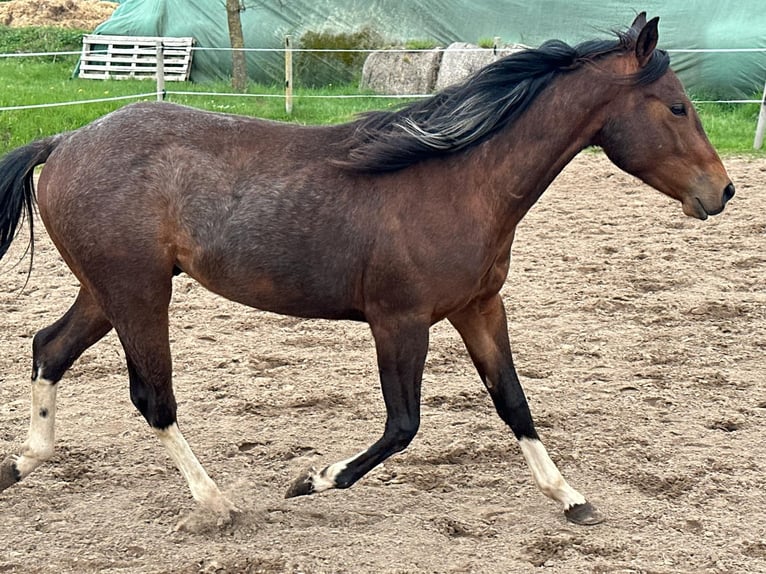 Paint Horse Hengst 2 Jahre 150 cm Tobiano-alle-Farben in Nohfelden