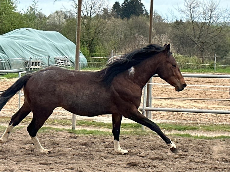 Paint Horse Hengst 2 Jahre 150 cm Tobiano-alle-Farben in Nohfelden