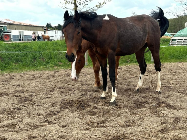 Paint Horse Hengst 2 Jahre 150 cm Tobiano-alle-Farben in Nohfelden
