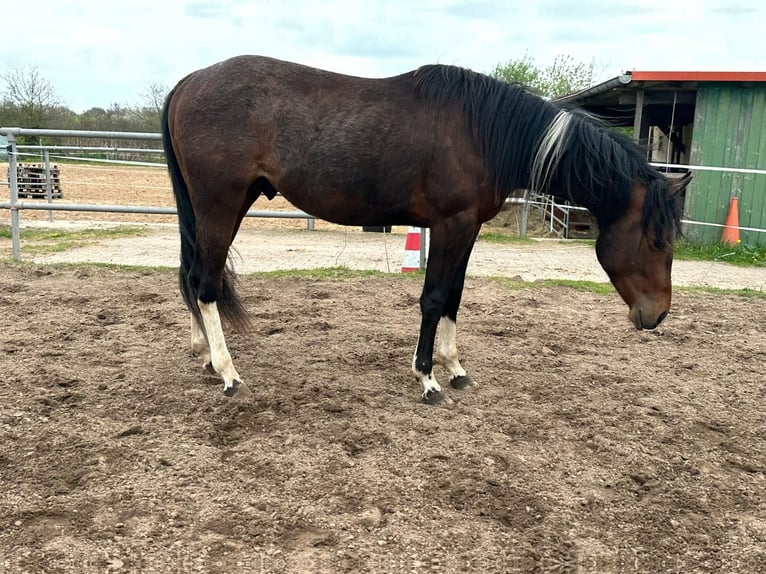 Paint Horse Hengst 2 Jahre 150 cm Tobiano-alle-Farben in Nohfelden