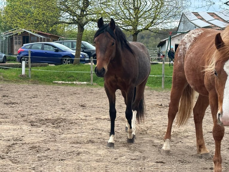 Paint Horse Hengst 2 Jahre 150 cm Tobiano-alle-Farben in Nohfelden