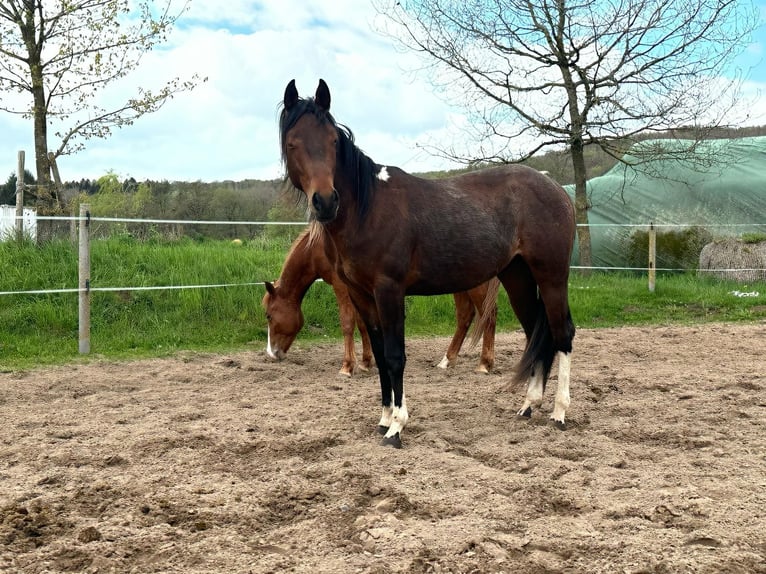 Paint Horse Hengst 2 Jahre 150 cm Tobiano-alle-Farben in Nohfelden
