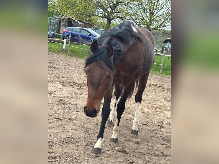 Paint Horse Hengst 2 Jahre 150 cm Tobiano-alle-Farben in Nohfelden