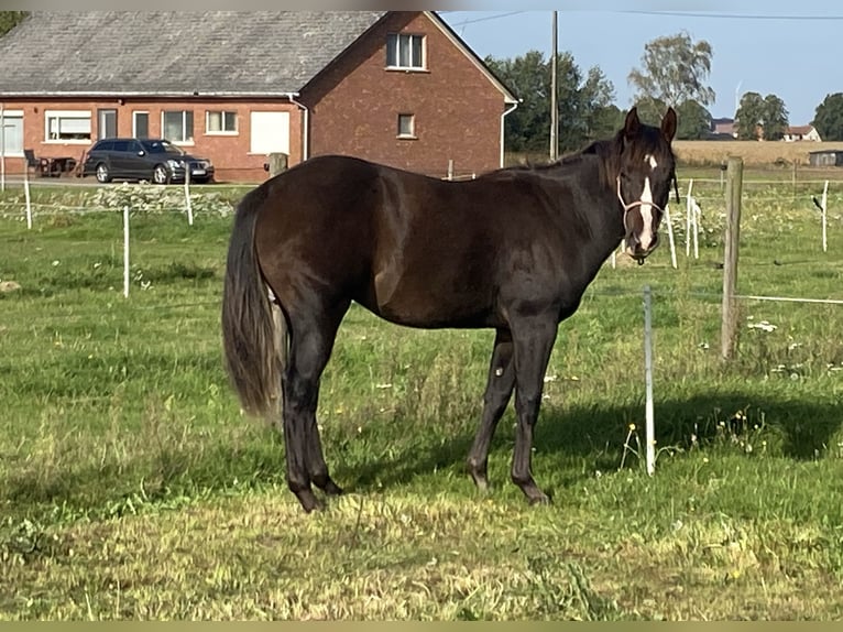 Paint Horse Hengst 2 Jahre 152 cm Schwarzbrauner in Geel