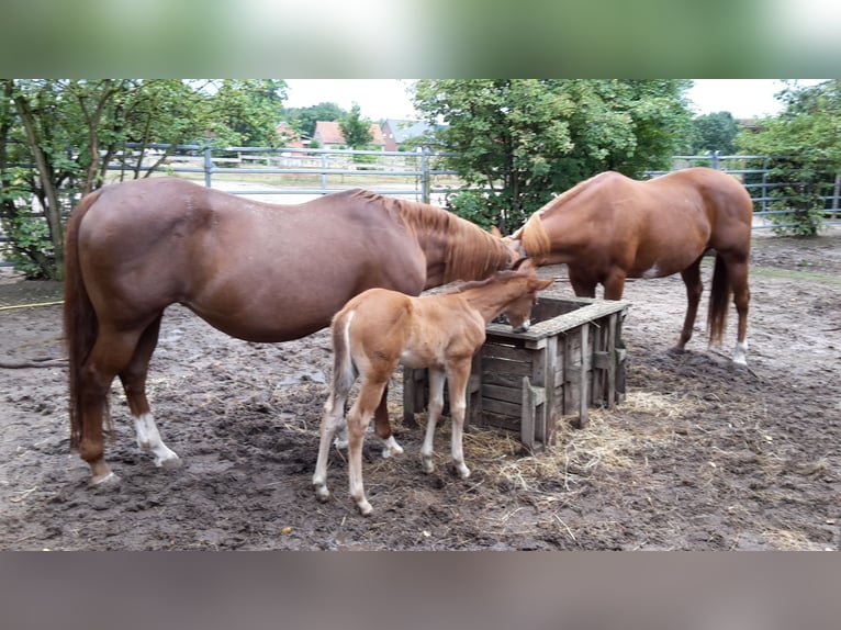 Paint Horse Hengst 2 Jahre 155 cm Hellbrauner in HenningenDähre