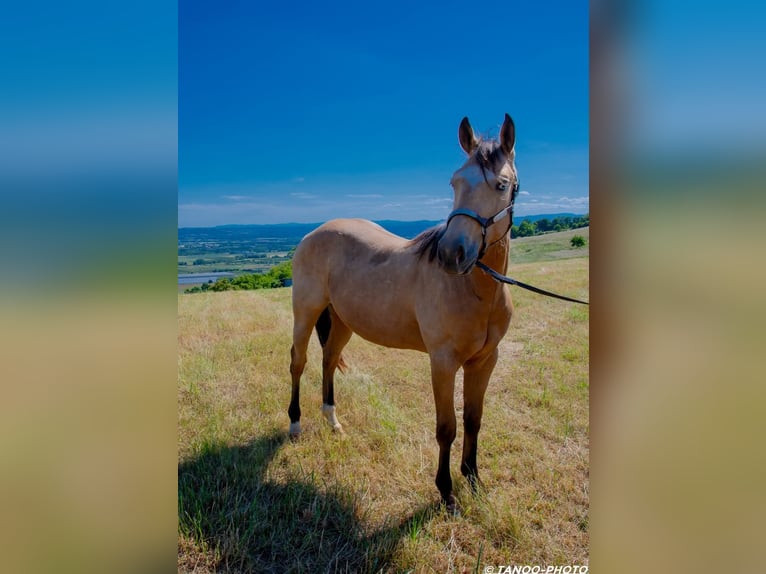Paint Horse Hengst 2 Jahre 155 cm Overo-alle-Farben in SONNAY