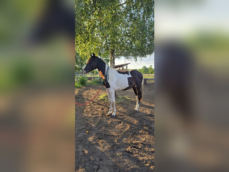 Paint Horse Hengst 2 Jahre 155 cm Tobiano-alle-Farben in Nowa R&#xF3;&#x17C;a