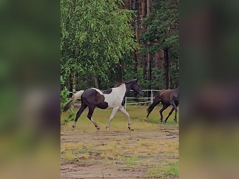Paint Horse Hengst 2 Jahre 155 cm Tobiano-alle-Farben in Nowa R&#xF3;&#x17C;a