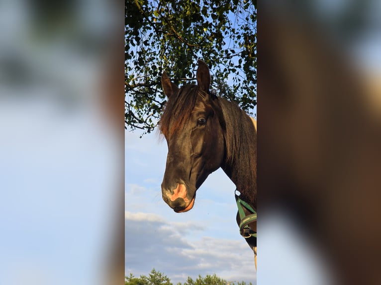 Paint Horse Hengst 2 Jahre 155 cm Tobiano-alle-Farben in Nowa R&#xF3;&#x17C;a