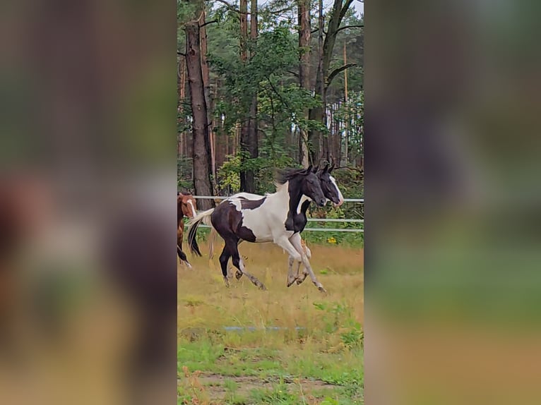 Paint Horse Hengst 2 Jahre 155 cm Tobiano-alle-Farben in Nowa R&#xF3;&#x17C;a