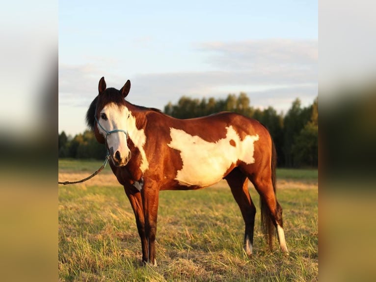 Paint Horse Hengst 2 Jahre 155 cm Tobiano-alle-Farben in Nowa R&#xF3;&#x17C;a