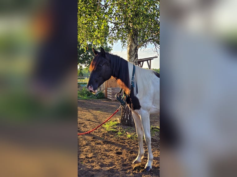 Paint Horse Hengst 2 Jahre 155 cm Tobiano-alle-Farben in Nowa R&#xF3;&#x17C;a