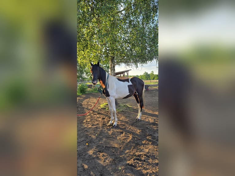 Paint Horse Hengst 2 Jahre 155 cm Tobiano-alle-Farben in Nowa R&#xF3;&#x17C;a