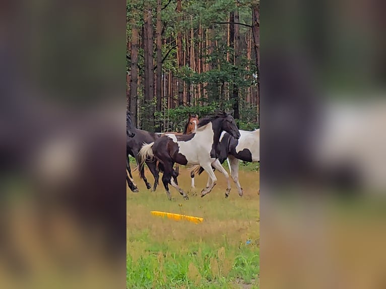 Paint Horse Hengst 2 Jahre 155 cm Tobiano-alle-Farben in Nowa R&#xF3;&#x17C;a