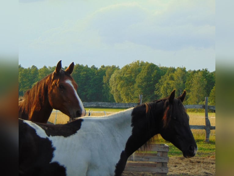Paint Horse Hengst 2 Jahre 155 cm Tobiano-alle-Farben in Nowa R&#xF3;&#x17C;a