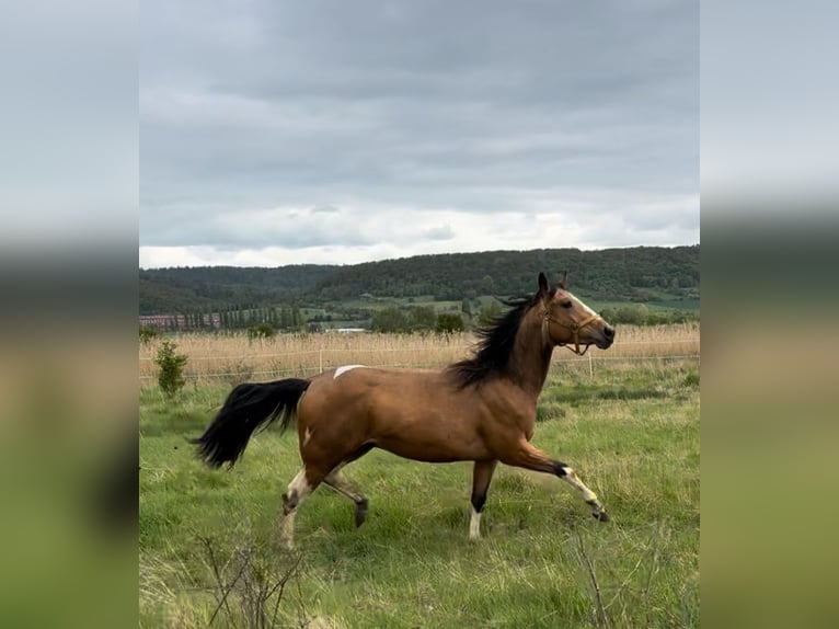 Paint Horse Hengst 2 Jahre 158 cm Buckskin in Esperstedt