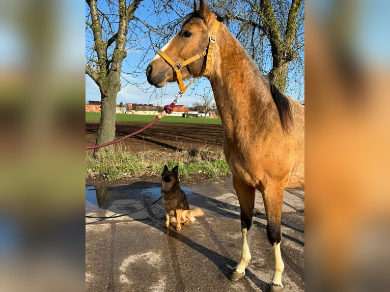 Paint Horse Hengst 2 Jahre 158 cm Buckskin in Esperstedt