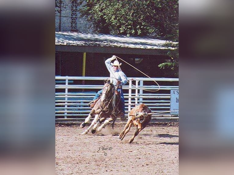 Paint Horse Hengst 2 Jahre 158 cm Buckskin in Esperstedt