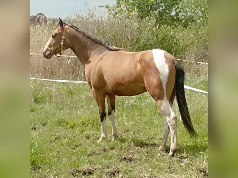 Paint Horse Hengst 2 Jahre 158 cm Buckskin in Esperstedt