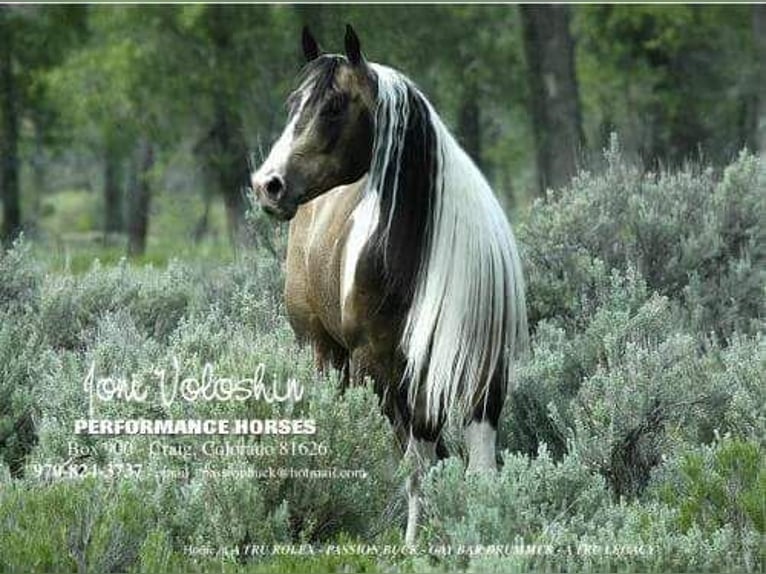 Paint Horse Hengst 2 Jahre 158 cm Buckskin in Esperstedt