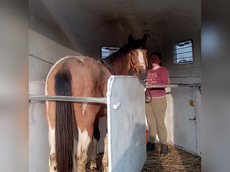 Paint Horse Hengst 2 Jahre 158 cm Buckskin in Esperstedt